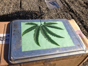 fern_printing