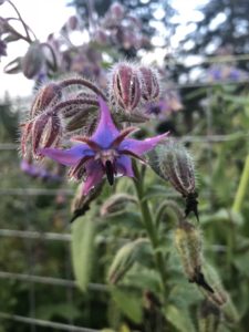 November Borage