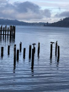 Cormorants at Titlow Beach