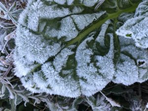 Frosty chard