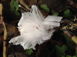 Symmetrical frost flower (actually looks flower-like)