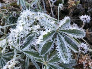 Frosty lupin