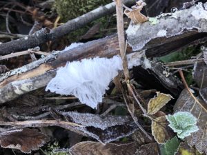 Frost flower