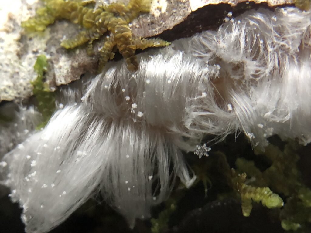 Curving strands of frost support a delicate snowflake 