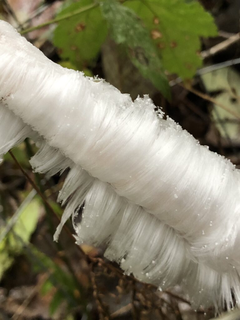  Curving threads of ice that look like parted white hair, coming from a stick