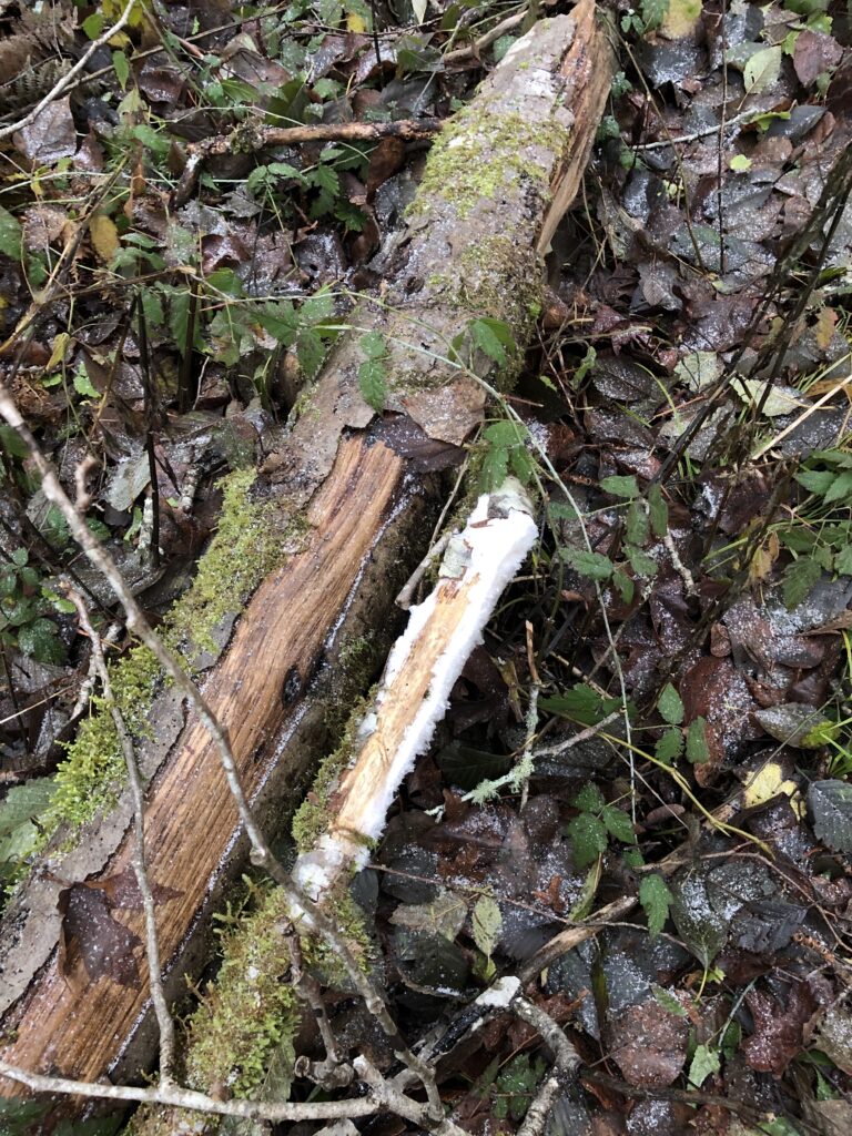 White frost formations growing from a branch against a leafy background