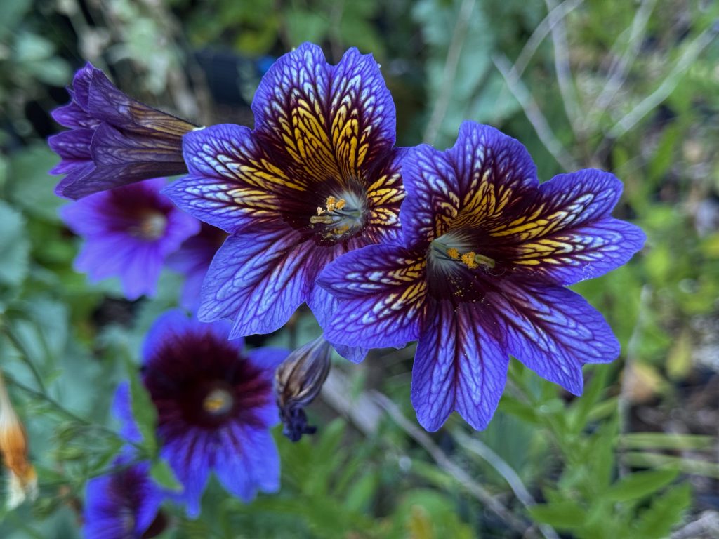 Medium purple flower with bright flash of yellow on the forehead of the throat, and a darker purple veining.