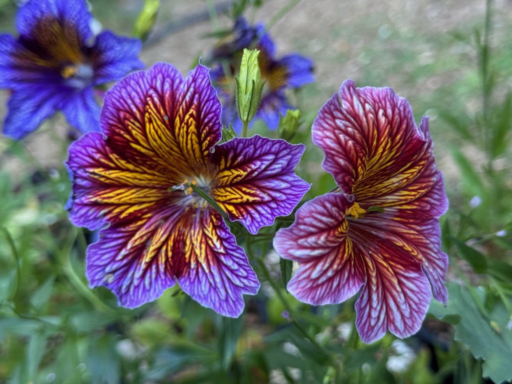 Two flowers with a purple base and bright yellow sun, all overlaid by darker purple veining.
The flower on the right is distinctly redder, heading towards mauve.