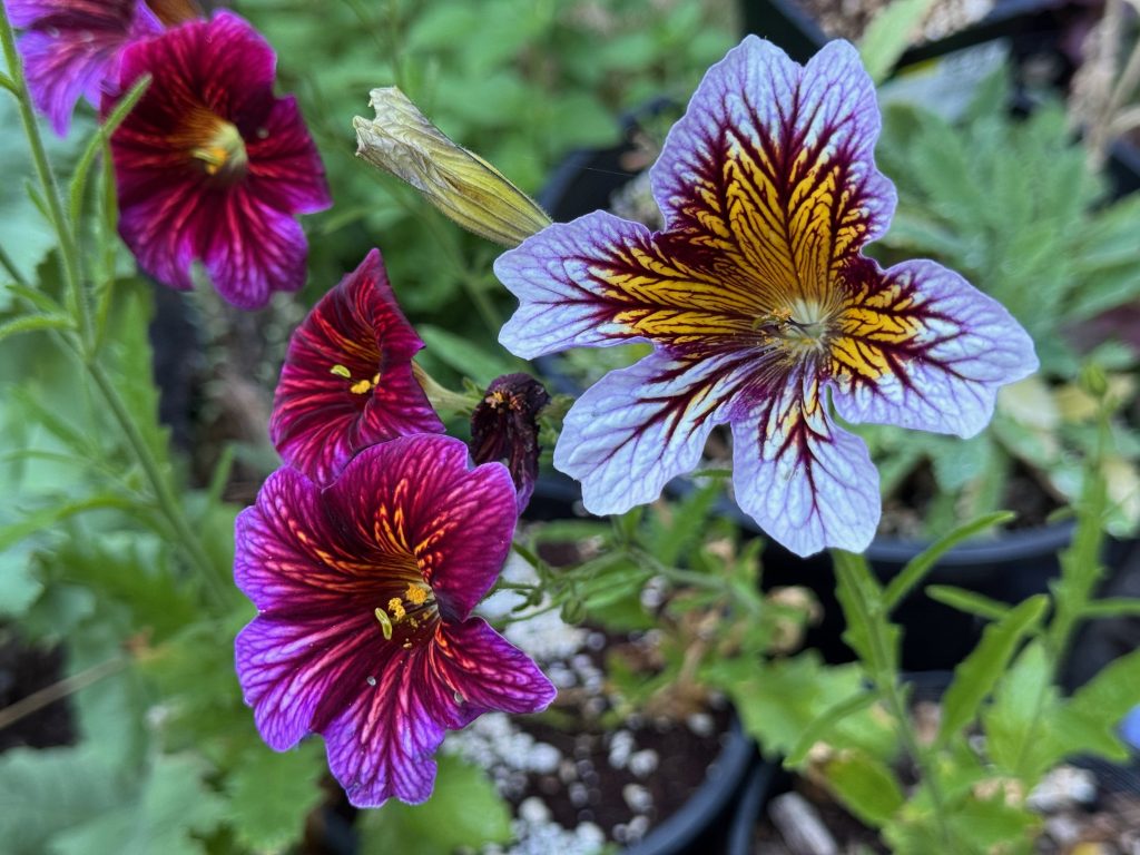 A cluster of brilliant red-purple flowers with a dazzle of pink. To the right is a larger bloom with a pale purple base, bright yellow forehead, and distinct dark-purple veining that fades towards the edge