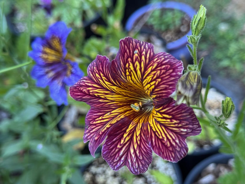 A bloom with a yellow center and strong red-purple overlay over the whole flower