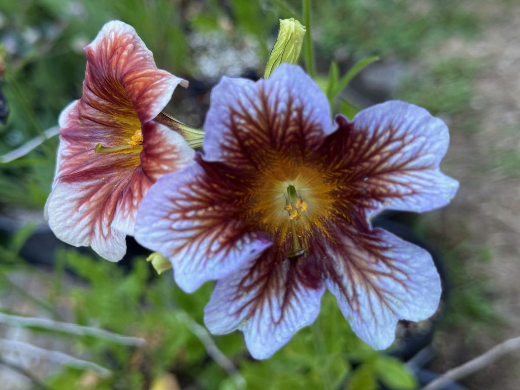 A pair of flowers on the same stalk; the left one has a copper/brown overlay; in the right one this has darkened to brown-purple over a lavender base