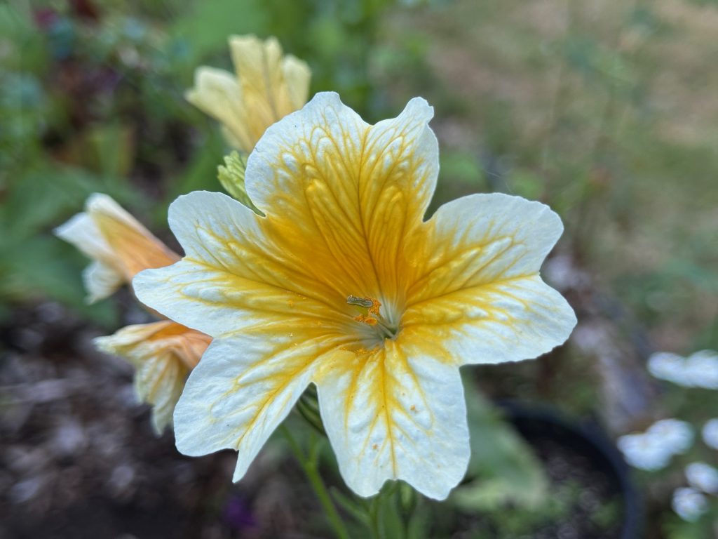 A flower with pale cream outer and bright yellow inner that fades into the cream along vein lines