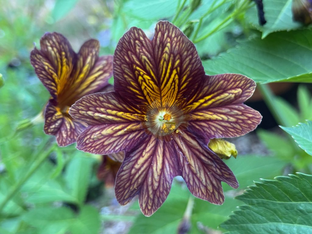 Two flowers with yellow centers, the flower fully quilted by a brown-burgundy overlay